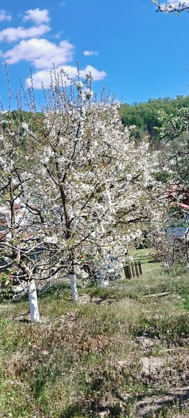 Proprietate superba: Vedere panoramica si livada pe rod